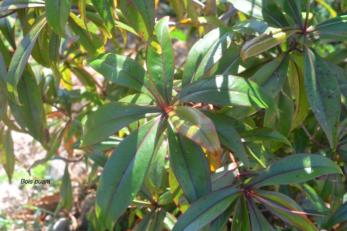 Foetidia mauritiana Bois puant Lecythidaceae Endémique La Réunion, Maurice 2437.jpeg