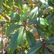 Foetidia mauritiana Bois puant Lecythidaceae Endémique La Réunion, Maurice 2437.jpeg