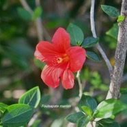 hibiscus boryanus Foulsapate marron Malvaceae Endémique La Réunion 2388.jpeg