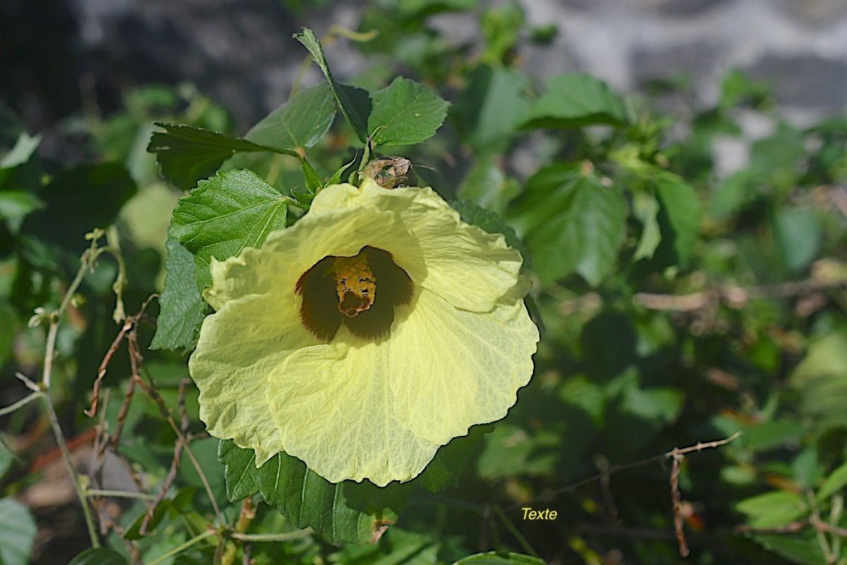 Hibiscus ovalifolius Malvaceae Indigène La Réunion, Maurice 2432.jpeg