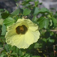 Hibiscus ovalifolius Malvaceae Indigène La Réunion, Maurice 2432.jpeg