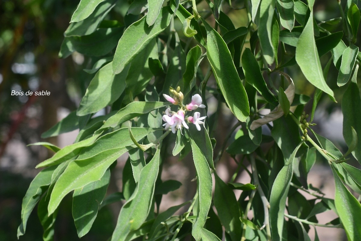 Indigofera ammoxylum Bois de sable Fabaceae Endémique La Réunion 2458.jpeg