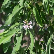 Indigofera ammoxylum Bois de sable Fabaceae Endémique La Réunion 2458.jpeg