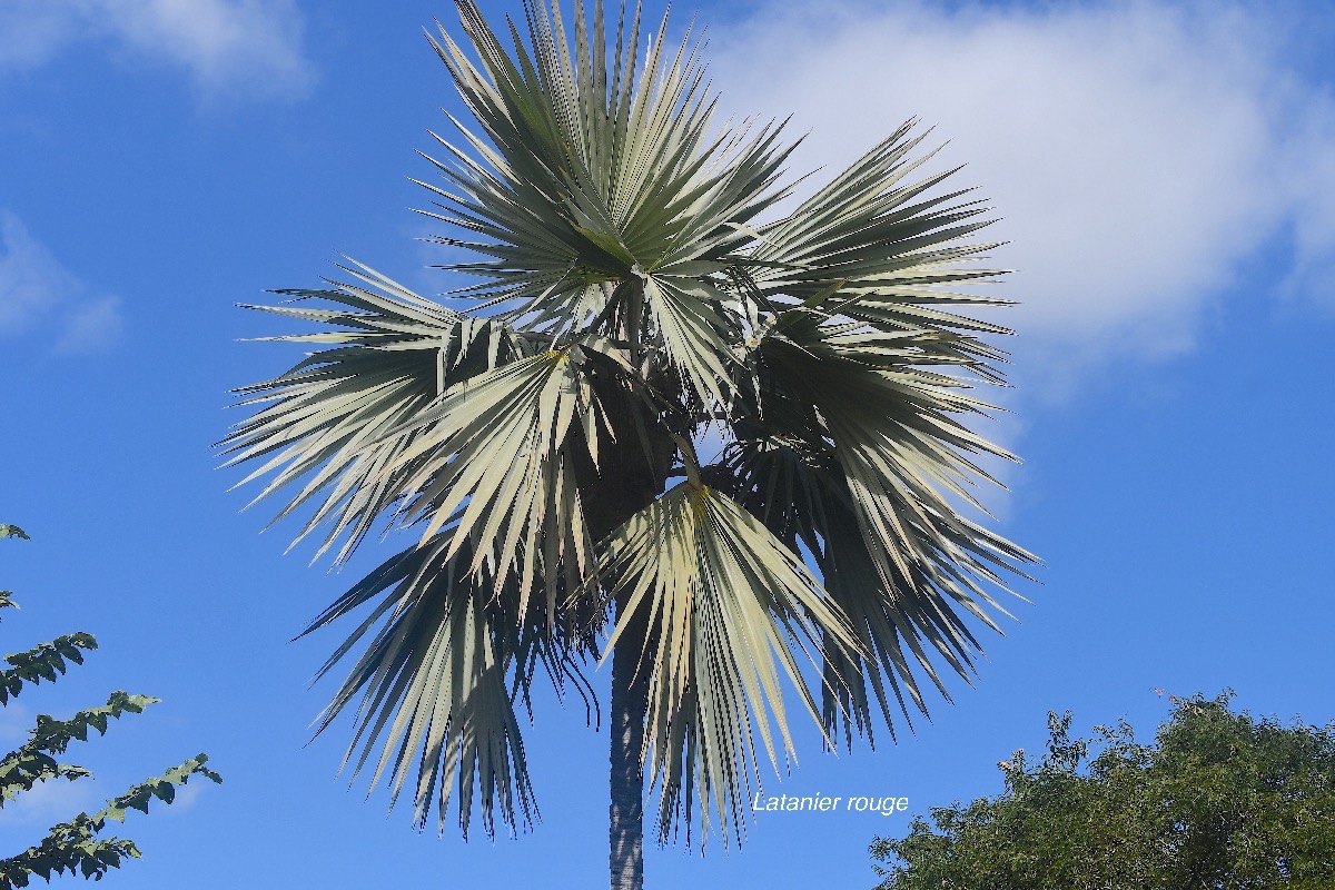 Latania lontaroides Latanier rouge Arecaceae Endémique La Réunion 2450.jpeg