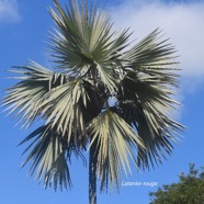 Latania lontaroides Latanier rouge Arecaceae Endémique La Réunion 2448.jpeg