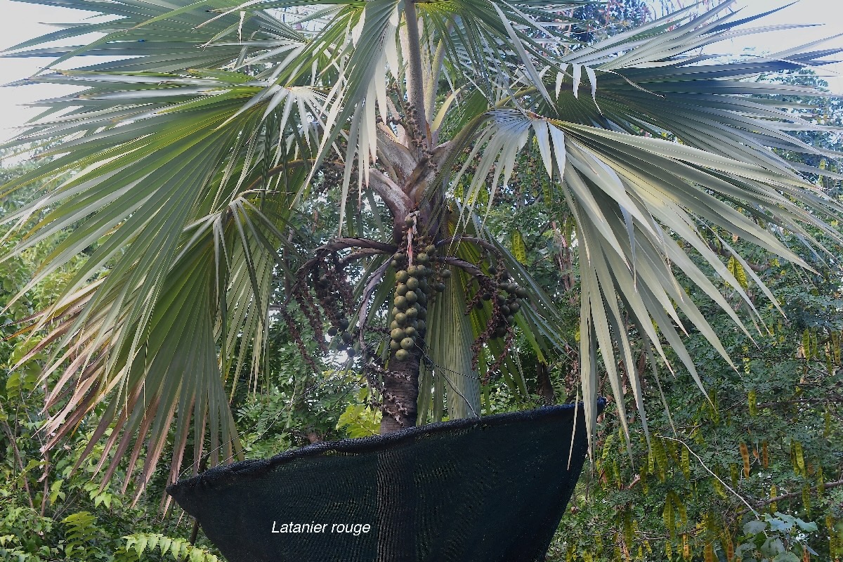 Latania lontaroides Latanier rouge Arecaceae Endémique La Réunion 2450.jpeg