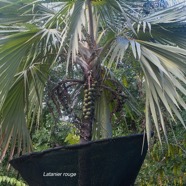 Latania lontaroides Latanier rouge Arecaceae Endémique La Réunion 2450.jpeg