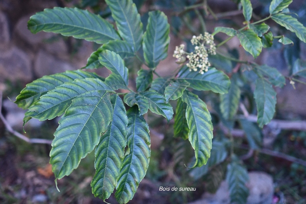 Leea guineensis bois de sureau Vitaceae Indigène La Réunion, Maurice 2383.jpeg