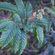 Leea guineensis bois de sureau Vitaceae Indigène La Réunion, Maurice 2383.jpeg