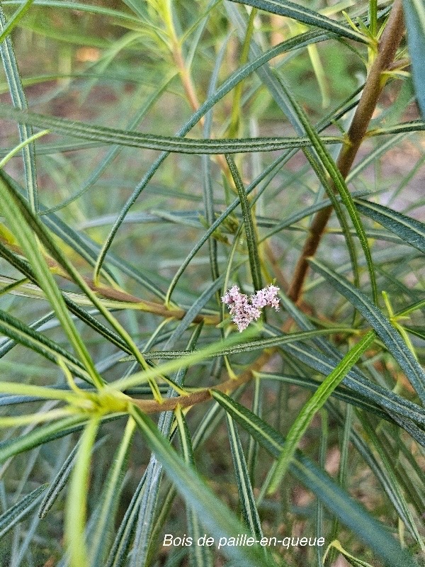 Monarrhenus salicifolius Bois de paille-en-queue Asteraceae Endémique La Réunion, Maurice 38.jpeg