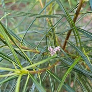 Monarrhenus salicifolius Bois de paille-en-queue Asteraceae Endémique La Réunion, Maurice 38.jpeg