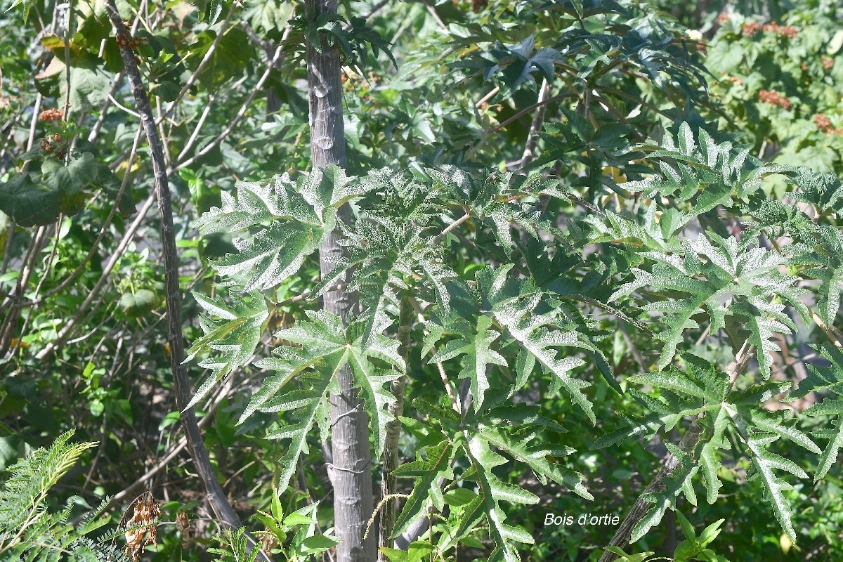 Obetia ficifolia subsp.jpeg