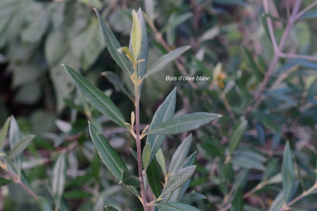 Olea lancea Bois d'olive blanc Oleaceae Indigène La Réunion 2419.jpeg