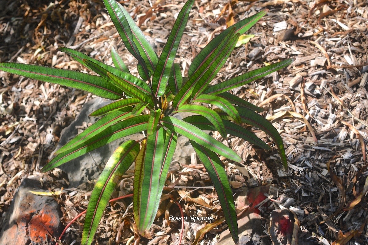 Polyscias cutispongia Bois d'éponge Araliaceae Endémique La Réunion 2426.jpeg