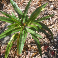 Polyscias cutispongia Bois d'éponge Araliaceae Endémique La Réunion 2426.jpeg