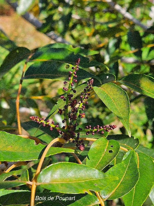 Poupartia borbonica Bois de Poupart Anacardiaceae Endémique des Mascareignes 30.jpeg