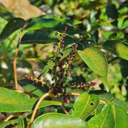 Poupartia borbonica Bois de Poupart Anacardiaceae Endémique des Mascareignes 30.jpeg