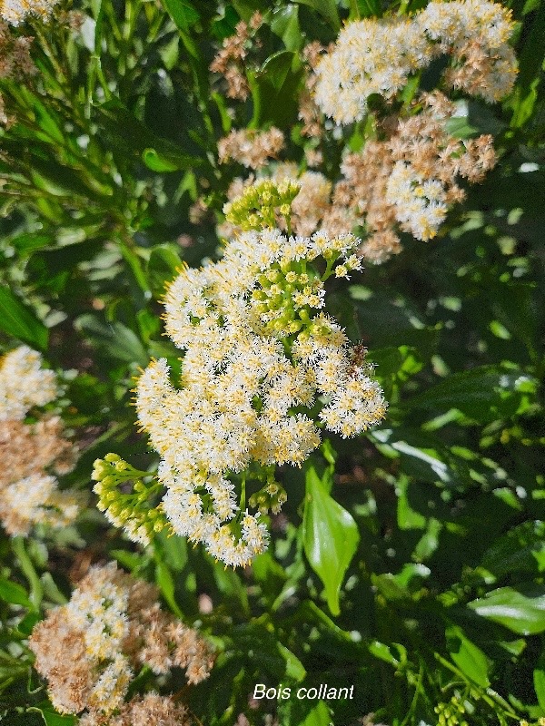 Psiadia dentata Bois collant Asteraceae Endémique La Réunion 51.jpeg