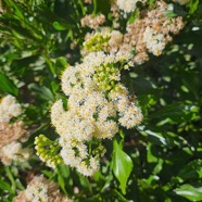 Psiadia dentata Bois collant Asteraceae Endémique La Réunion 51.jpeg