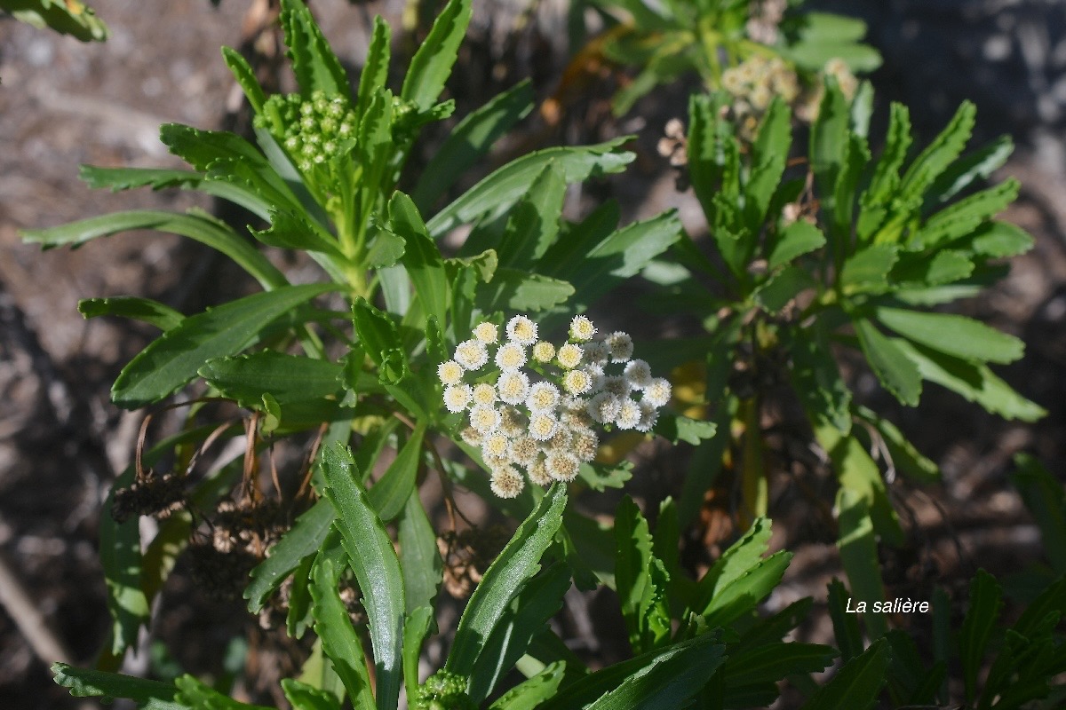 Psiadia retusa La salière Asteraceae Endémique La Réunion 2414.jpeg