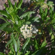 Psiadia retusa La salière Asteraceae Endémique La Réunion 2414.jpeg