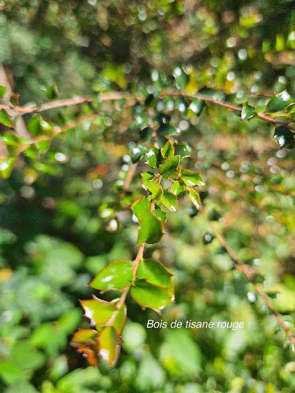 Scolopia heterophylla Bois de tisane rouge Salicaceae Endémique Mascareignes 05.jpeg