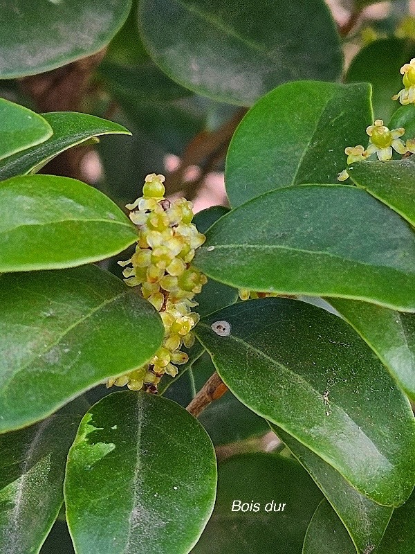 Securinega durissima Bois dur Euphorbiaceae Indigène La Réunion 53.jpeg