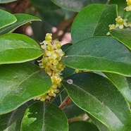 Securinega durissima Bois dur Euphorbiaceae Indigène La Réunion 53.jpeg