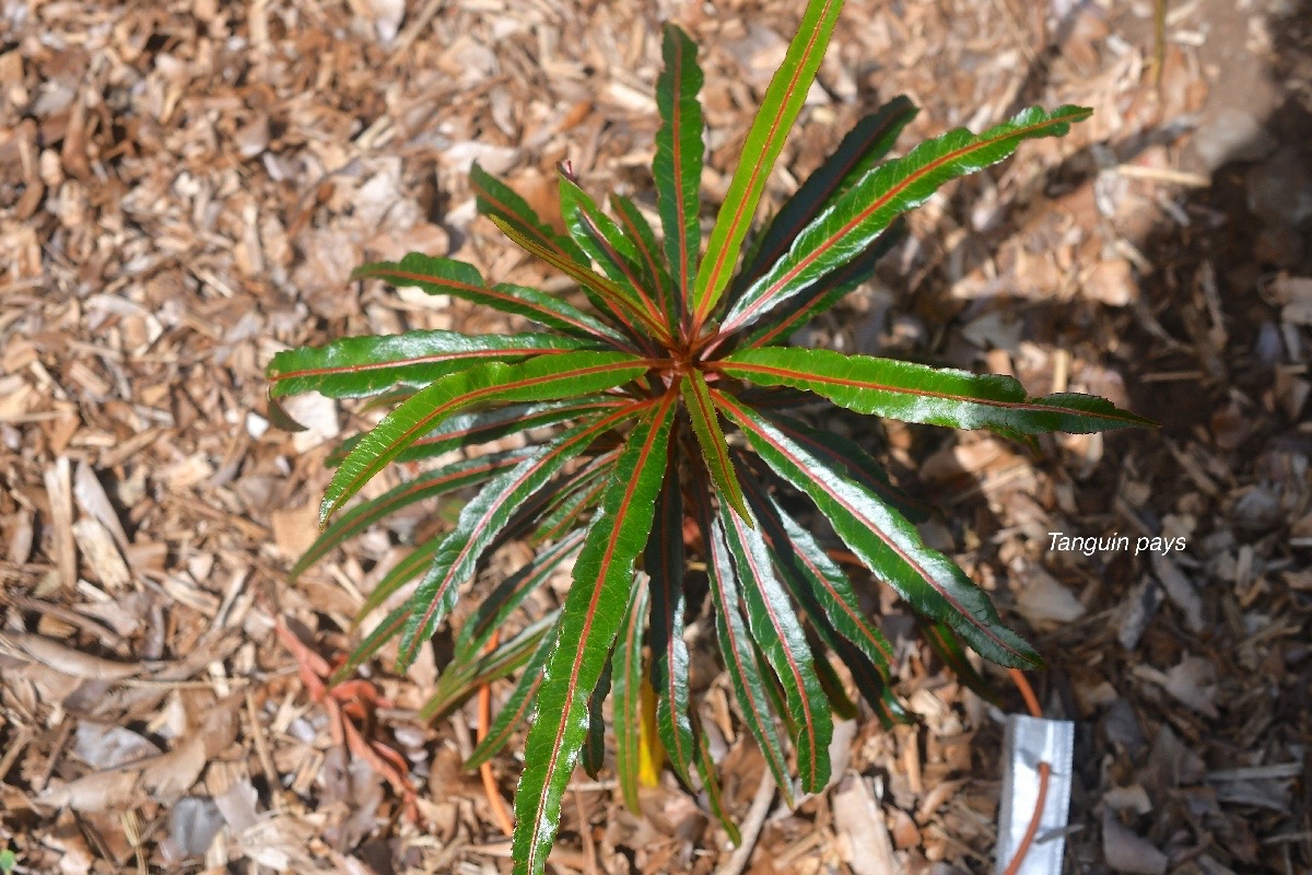 Stillingia lineata Tanguin pays Euphorbiaceae Indigène La Réunion 2451.jpeg