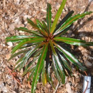 Stillingia lineata Tanguin pays Euphorbiaceae Indigène La Réunion 2451.jpeg