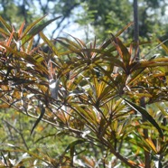 Terminalia bentzoë Benjoin Combretaceae Endémique Mascareignes 2424.jpeg