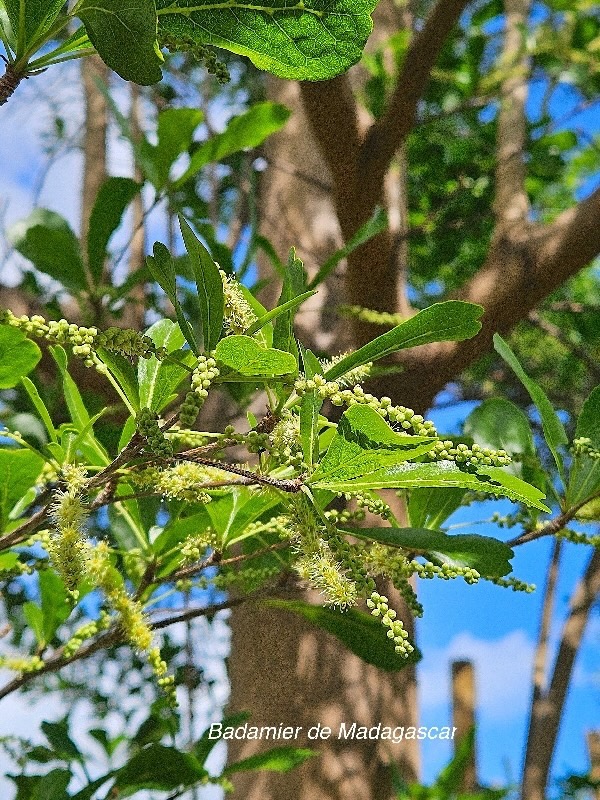 Terminalia mantaly Badamier de Madagascar Combretaceae Endémique Madagascar 40.jpeg