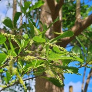 Terminalia mantaly Badamier de Madagascar Combretaceae Endémique Madagascar 40.jpeg