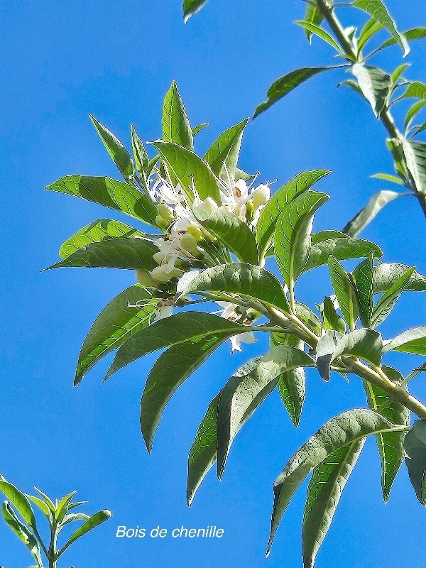 Volkameria heterophylla Bois de chenille Lamiaceae Endémique La Réunion, Maurice 22.jpeg