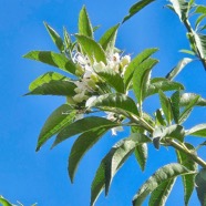 Volkameria heterophylla Bois de chenille Lamiaceae Endémique La Réunion, Maurice 22.jpeg