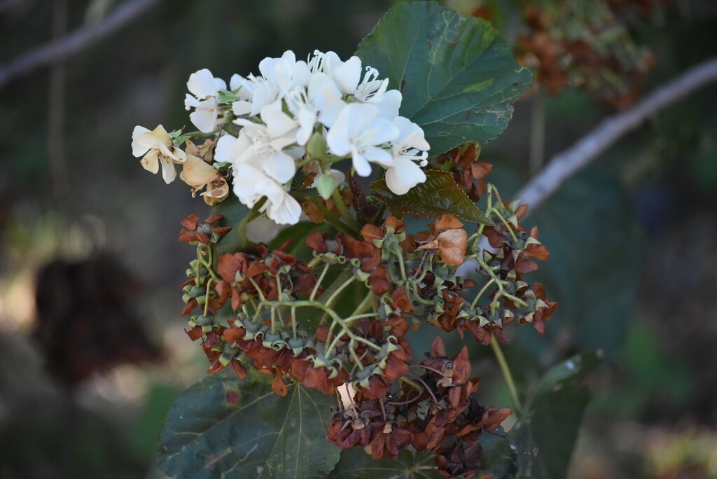 Dombeya_acutangula-Mahot_Tan_Tan-MALVACEAE-Endemique_Mascareignes-MB3_6877.jpg