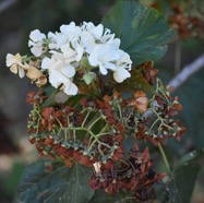 Dombeya_acutangula-Mahot_Tan_Tan-MALVACEAE-Endemique_Mascareignes-MB3_6877.jpg