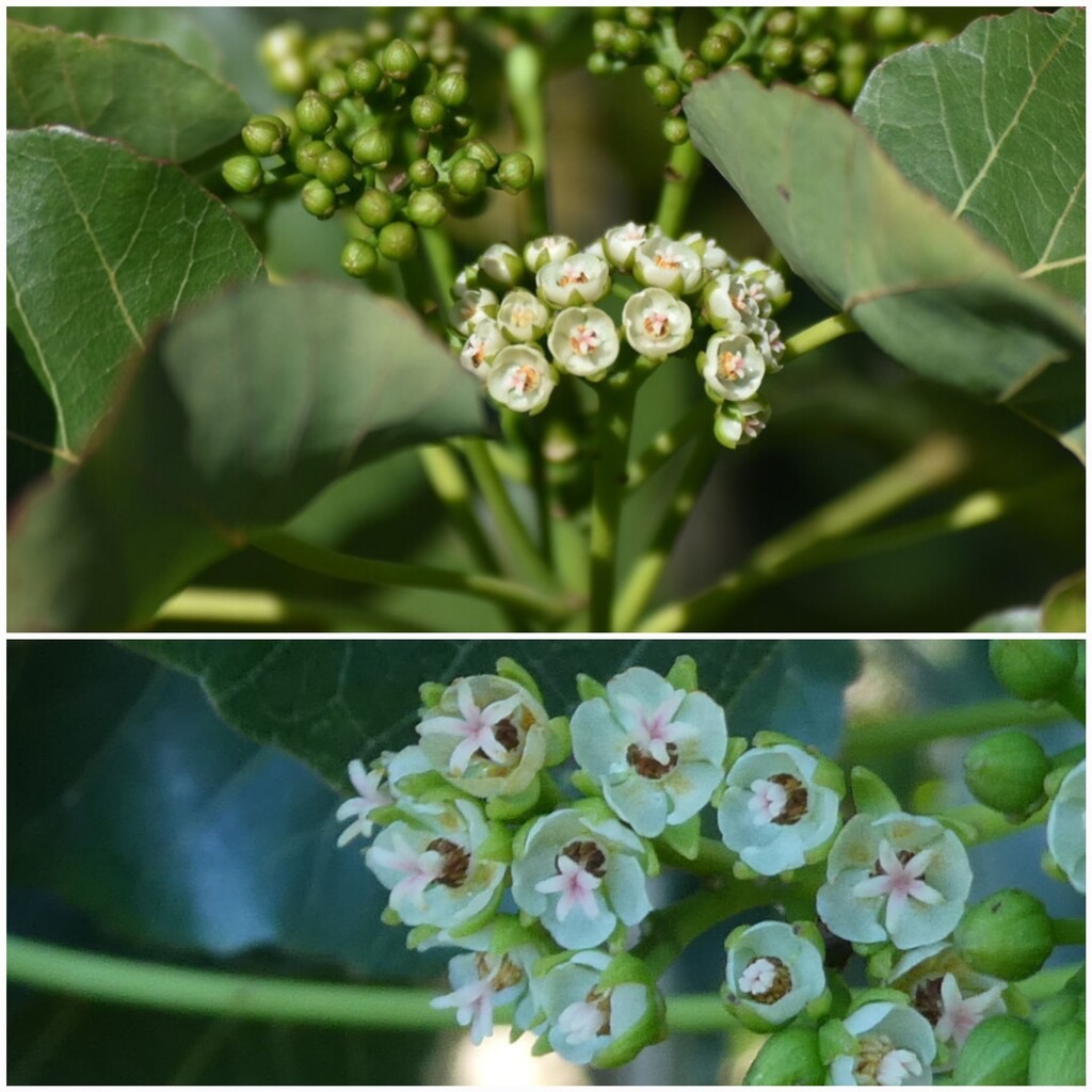 Dombeya_populnea(pied_femelle)-Bois_de_senteur_bleu-MALVACEAE-Endemique_Reunion_Maurice-20240626_193953.jpg