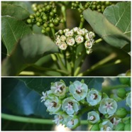 Dombeya_populnea(pied_femelle)-Bois_de_senteur_bleu-MALVACEAE-Endemique_Reunion_Maurice-20240626_193953.jpg