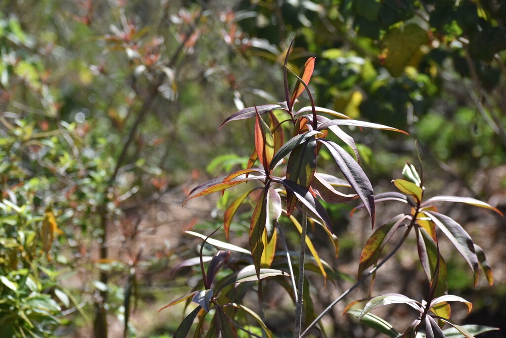 Foetidia_mauritiana-Bois_puant-LECYTHIDACEAE-Endemique_Reunion_Maurice-MB3_6930.jpg