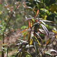 Foetidia_mauritiana-Bois_puant-LECYTHIDACEAE-Endemique_Reunion_Maurice-MB3_6930.jpg