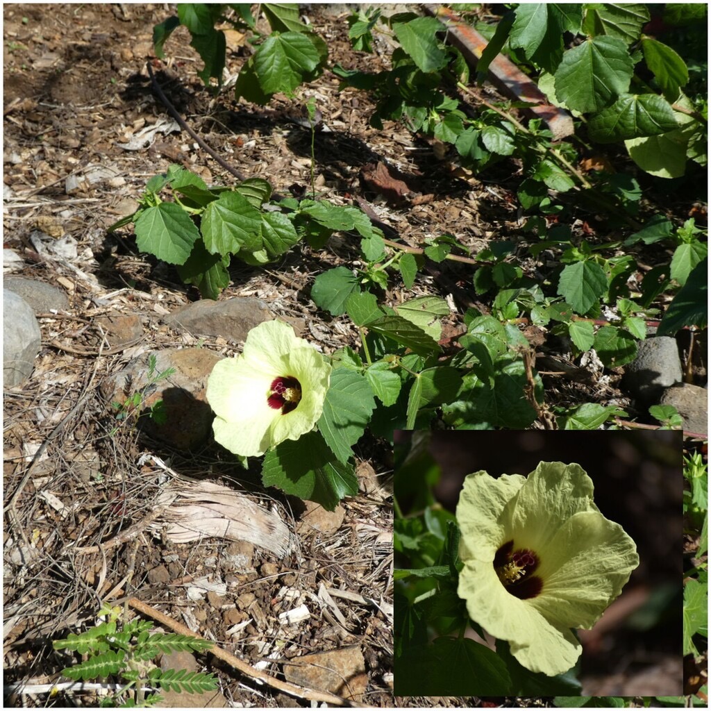 Hibiscus_ovalifolius-Ketmie_a_feuilles_ovales-MALVACEAE-Endemique_Mascareignes-20240626_193716.jpg