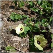 Hibiscus_ovalifolius-Ketmie_a_feuilles_ovales-MALVACEAE-Endemique_Mascareignes-20240626_193716.jpg