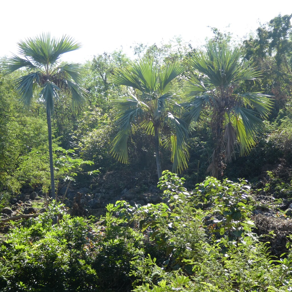 Latania-lontaroides-Latanier_rouge-ARECACEAE-Endemique_Reunion-P1080750.jpg