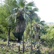 Latania-lontaroides-Latanier_rouge_femelle-ARECACEAE-Endemique_Reunion-P1080754.jpg