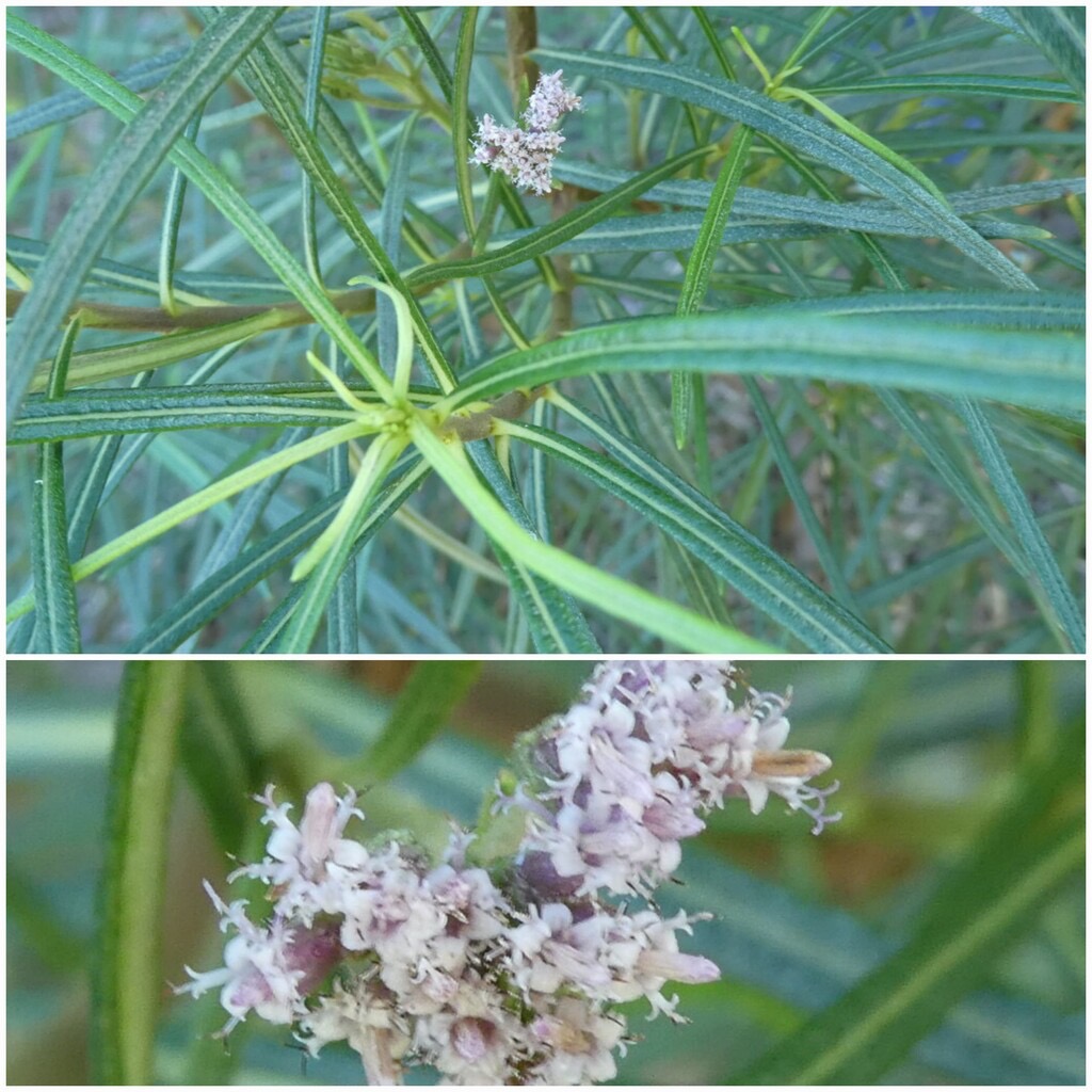 Monarrhenus_salicifolius-Bois_de_paille_en_queue-ASTERACEAE-Endemique_Reunion_Maurice-20240626_192824.jpg