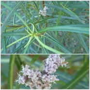 Monarrhenus_salicifolius-Bois_de_paille_en_queue-ASTERACEAE-Endemique_Reunion_Maurice-20240626_192824.jpg