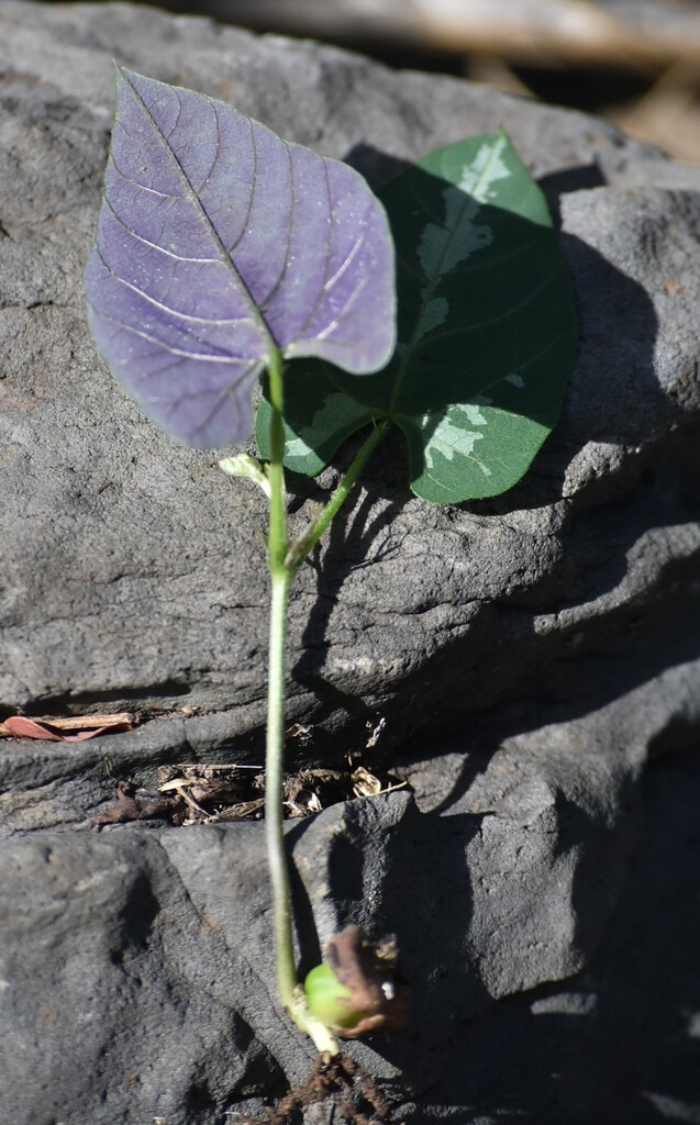 Mucuna_pruriens-pois_mascate-FABACEAE-EE-MB3_6947b.jpg