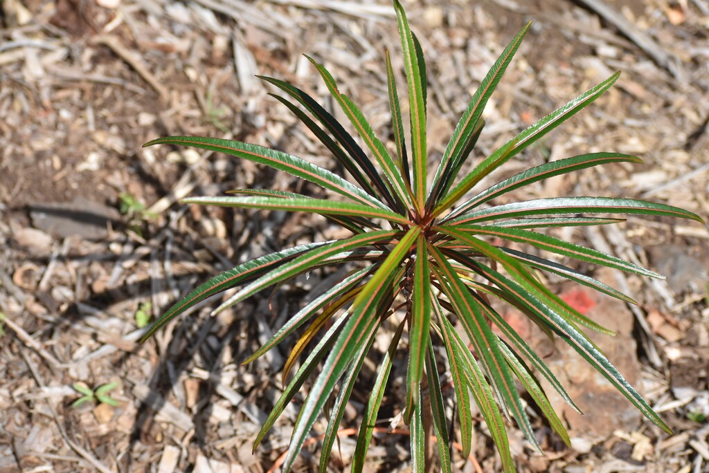 Stillingia_lineata-Tanguin_pays-EUPHORBIACEAE-Indigene_Reunion-MB3_6950.jpg