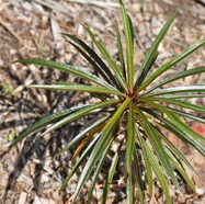 Stillingia_lineata-Tanguin_pays-EUPHORBIACEAE-Indigene_Reunion-MB3_6950.jpg